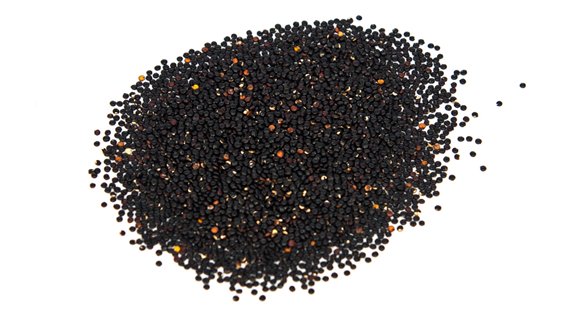 Quinoa black grains