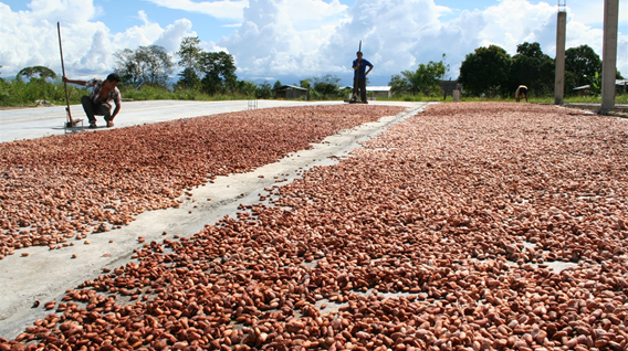 Peru Cocoa beans